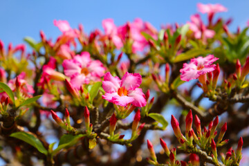 Adenium obesum, Pink desert rose flowers blooming under clear blue sky.