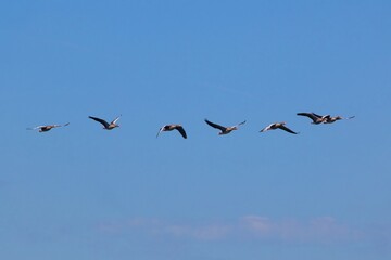 closeup of geese