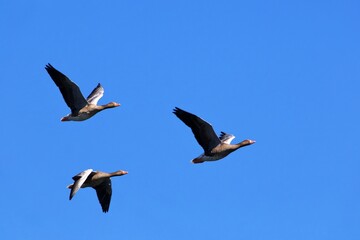 closeup of geese