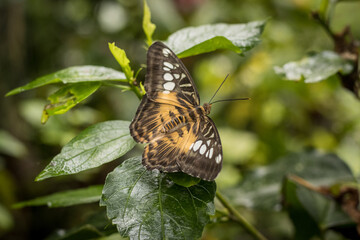 A brown butterfly sits upon a damp green leaf ready to take flight, antennae pointing to the right and white circles adorn it's outstretched wings.