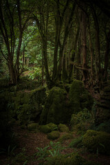 Obraz premium The sun breaks through the dense trees in a patch behind tall dark trees and moss covered rocks in Puzzlewood. Plants can be seen on rocks and growing out of the dead leaf layered ground.