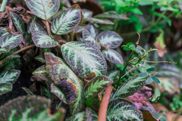 Close-up of a vibrant Episcia plant with intricate leaf patterns