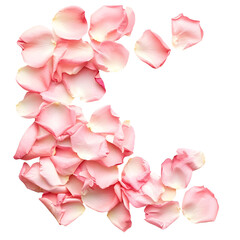 Fototapeta premium Delicate Soft Pink Rose Petals Scattered on Isolated Background