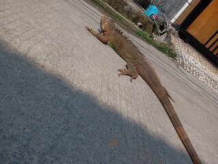 An iguana is sunbathing to warm its body to stay healthy.