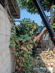 a ladder installed next to the house for wifi network repair