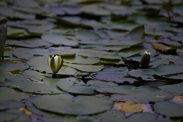 Water-Lilly and carpet of leaves