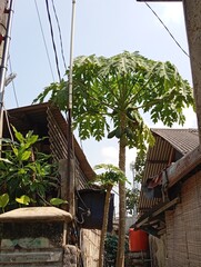 papaya tree grows and bears fruit beside the house