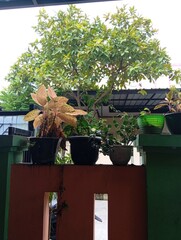Beautiful flowers in pots decorate the view in front of the house