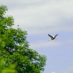 White stork (Ciconia ciconia) in flight.