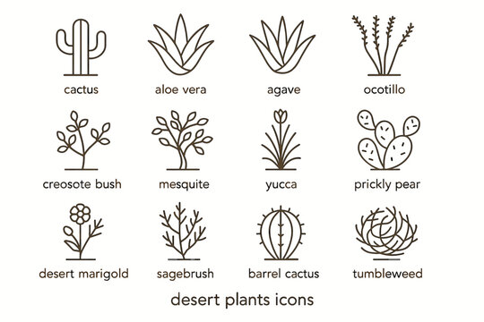 Desert plant icons: cactus, aloe vera, agave, ocotillo, yucca