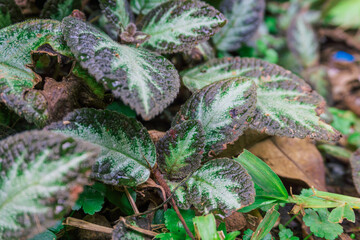 Close-up of Lush, Variegated Episcia Plant with Textured Leaves