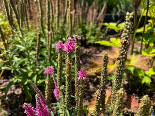 Close-Up of Pink Spiked Flowers in Summer Garden