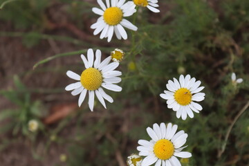 daisies in the garden