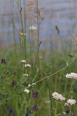 field of wild flowers