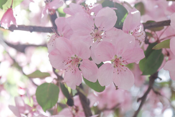 pink cherry blossom