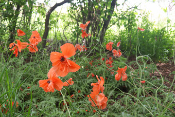 red and yellow tulips