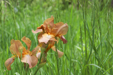 butterfly on the grass