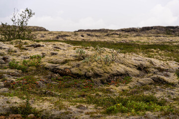 Pflanzen Island