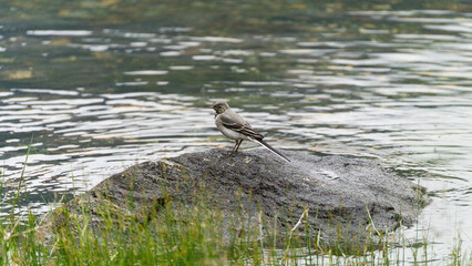 Pied Wagtail 1