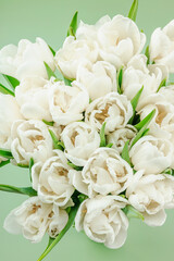 A bouquet of white tulips on a pastel green background. Blooming flowers, festive concept