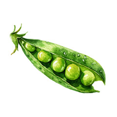 My Watercolor illustration green pea pod in open view painting isolated on a white background, illustration, AI painting design, vector set, eps format, My illustration design, collection