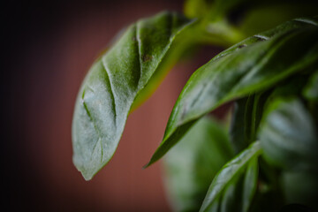Fresh Homegrown Basil Leaves in Pot Macro Photography