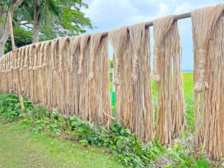 Fototapeta premium Freshly Harvested Jute Fibers Drying Under Sun – Eco Textile Production