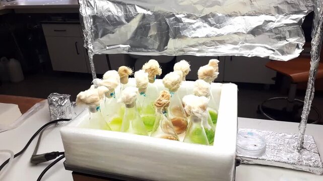 Microalgae cultures shaking in laboratory flasks under controlled conditions. Biotechnology and renewable energy idea. Microbiology research and sustainable development concept.