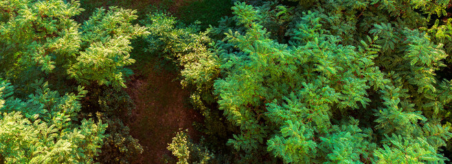 Lush green forest canopy creating a vibrant tapestry of nature