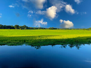 Obraz premium Lush Green Rice Field Under Blue Sky with Clouds – Countryside Landscape