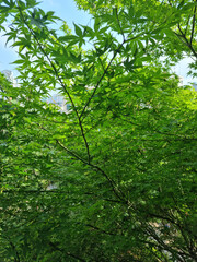 Fototapeta premium This is the appearance of a maple tree.