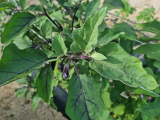 Obraz premium This is a close-up of an eggplant leaf.