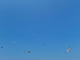 It is a blue sky and a flock of flying seagulls.