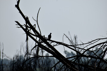 bird on a fence