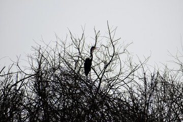 stork on a tree