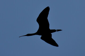 black headed gull
