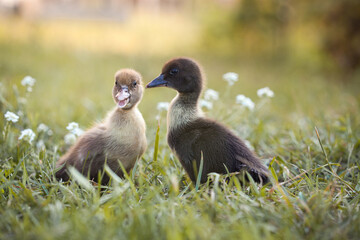 little ducklings in green grass in the rays of the setting sun