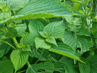 This is a close-up of a perilla leaf.	