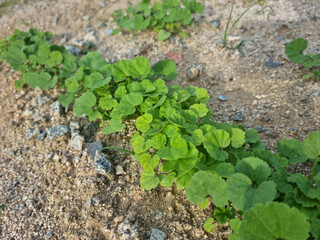 These are acorn sprouts growing in the field.