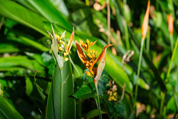 Close-up of tropical Heliconia flowers with vibrant orange and yellow blooms in sunlight, Penang, Malaysia