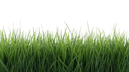 Obraz premium Green grass isolated on a white background