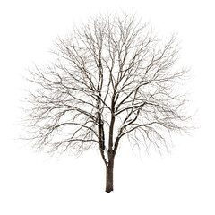 Obraz premium Majestic Winter Tree Isolated on White Background for Graphic Designs