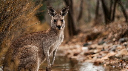 Fototapeta premium Alert Wild Brown Kangaroo Standing Near a Creek in Natural Habitat