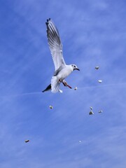 Seagull soaring over peaceful Qingdao Oceanfront with blue waves and scattered bread