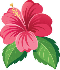 Vibrant Pink Hibiscus Flower with Green Leaves Isolated on White Background