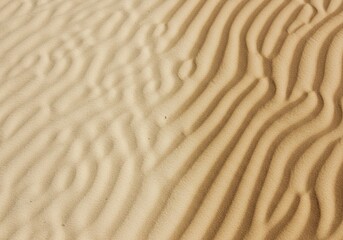 Obraz premium Rippled sand dunes in desert, sunlight, texture background