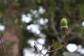 acorns on the tree