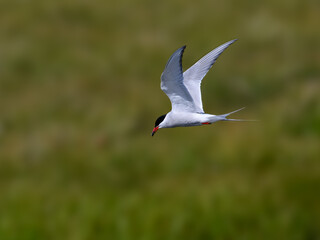 Arctic Tern in Flight Over Lush Green Habitat