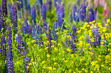 Naklejka premium blue and yellow meadow flowers in summer on the meadow