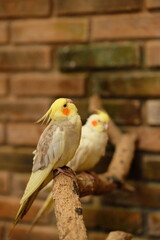 Bronzefallow Cockatiel - Close up detail of Cockatiel bird